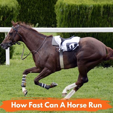 how fast can quarter horses run|How Fast Can a Horse Run (Plus the Worlds 3 .